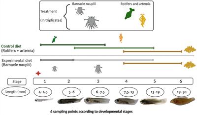 The thymus and T-cell ontogeny in ballan wrasse (Labrus bergylta) is nutritionally modelled